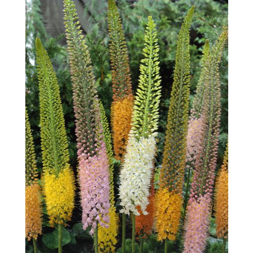 Eremurus Ruiter-hybriden - Korbácsliliom