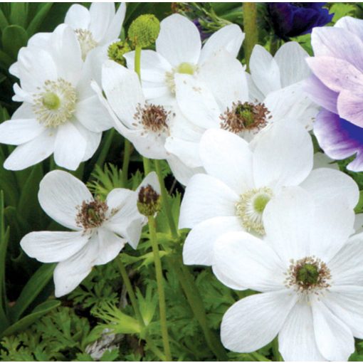 Anemone coronaria Bride - Koronás szellőrózsa (5/+)