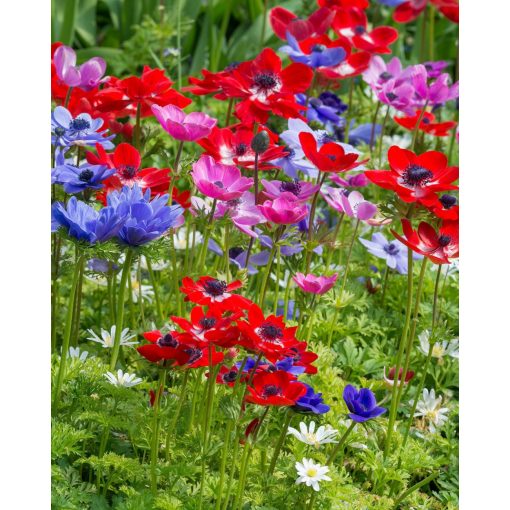 Anemone coronaria De Caen Mix - Koronás szellőrózsa (5/+)