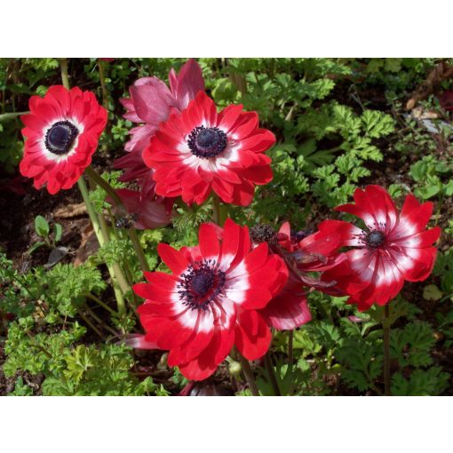 Anemone coronaria Governor - Koronás szellőrózsa (5/+)