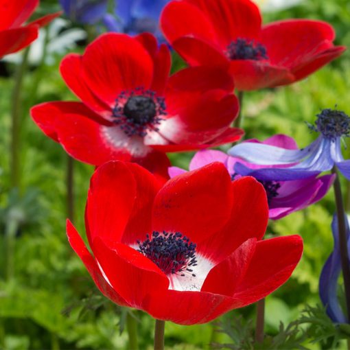 Anemone coronaria Hollandia - Koronás szellőrózsa (5/+)