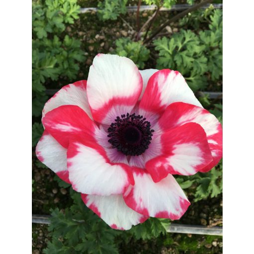 Anemone coronaria Mistral Tigre - Koronás szellőrózsa