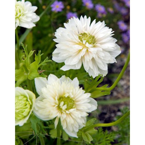 Anemone coronaria Mount Everest - Koronás szellőrózsa (5/+)