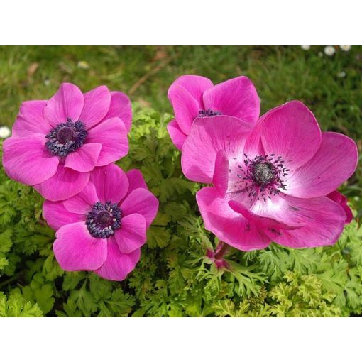 Anemone coronaria Sylphide - Koronás szellőrózsa (5/+)