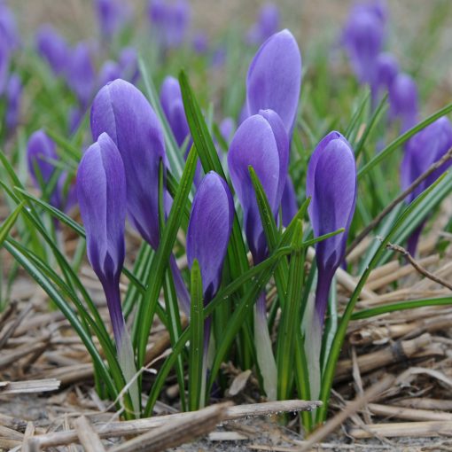 Crocus Aqua - Krókusz