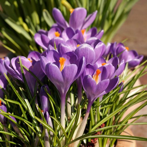 Crocus Blue Ocean - Krókusz