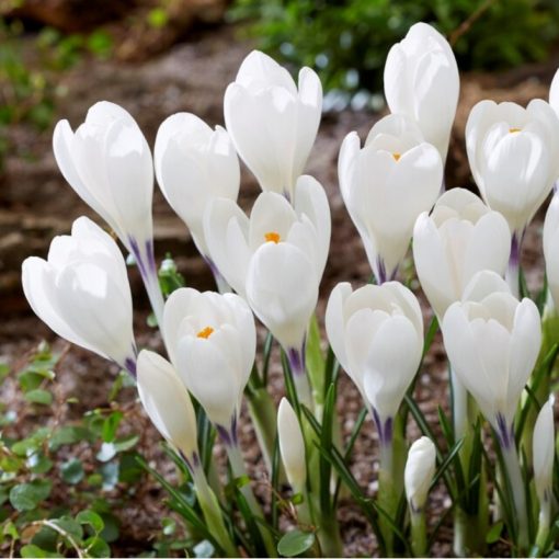 Crocus Ice Queen - Krókusz