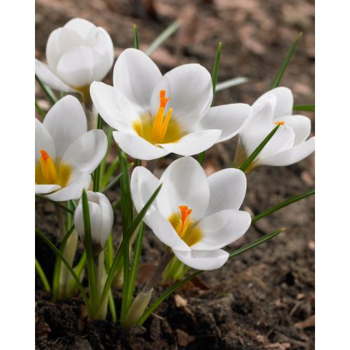 Crocus chrysanthus Ard Schenk - Krókusz