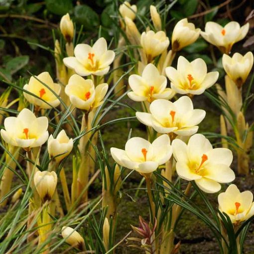 Crocus chrysanthus Cream Beauty - Krókusz