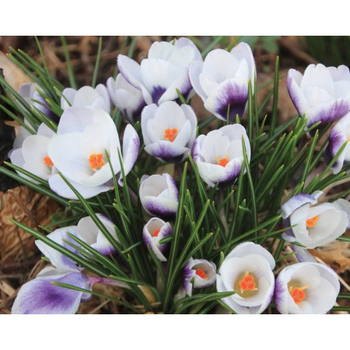 Crocus chrysanthus Ladykiller - Krókusz