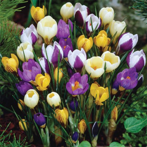 Crocus chrysanthus Mix - Krókusz