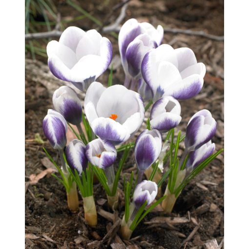 Crocus chrysanthus Prins Claus - Krókusz