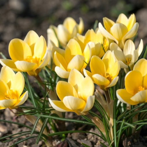 Crocus chrysanthus Romance - Krókusz