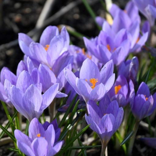 Crocus etruscus Zwanenburg - Krókusz