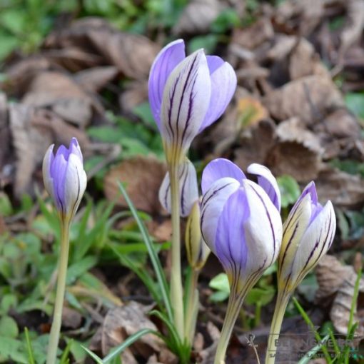 Crocus imperati De Jager - Krókusz