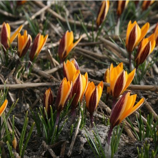 Crocus korolkowii - Krókusz