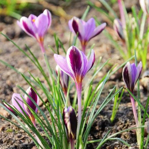 Crocus minimus Spring Beauty - Krókusz