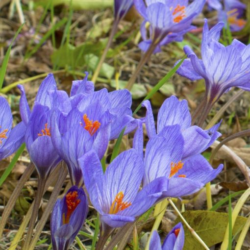 Crocus speciosus Conqueror - Krókusz