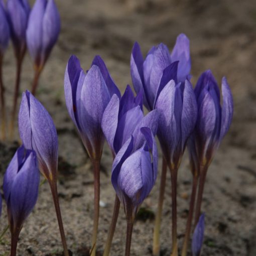 Crocus speciosus Semedo - Krókusz