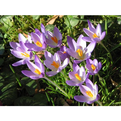 Crocus tommasianus - Krókusz