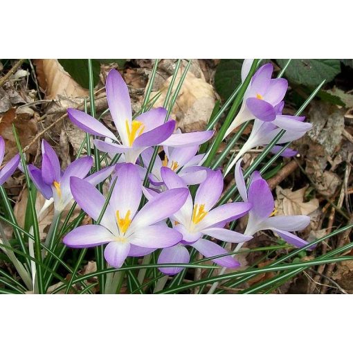 Crocus tommasianus Lilac Beauty - Krókusz