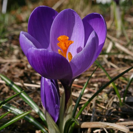 Crocus vernus Flower Record - Krókusz