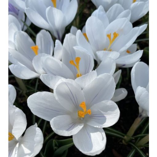 Crocus vernus Jeanne dArc - Krókusz