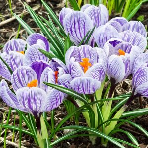 Crocus vernus King of Striped - Krókusz