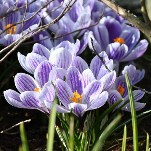 Crocus vernus Striped Beauty - Krókusz