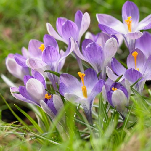 Crocus vernus Yalta - Krókusz