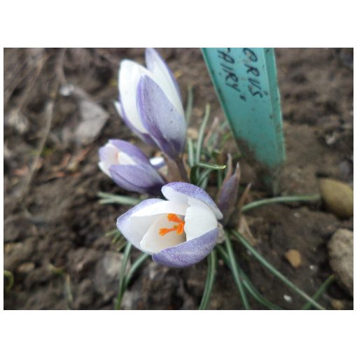 Crocus weldenii Fairy - Krókusz