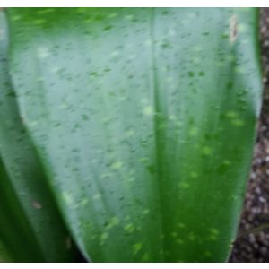 Aspidistra lurida Spotted Leaves