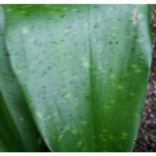 Aspidistra lurida Spotted Leaves