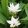 Curcuma alismatifolia White Wonder (I.) - Kurkuma