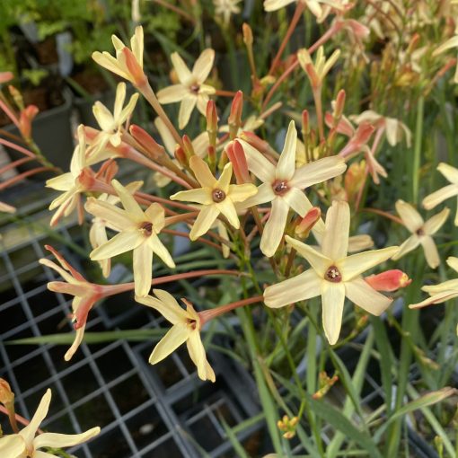 Ixia paniculata Eos - Lépliliom