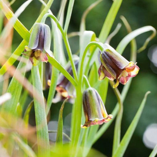 Fritillaria elwesii - Libanoni kockásliliom