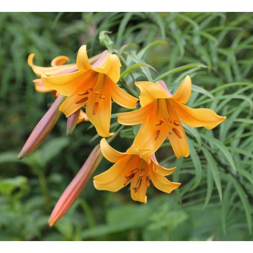 Lilium African Queen - Liliom (18/+)