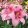 Lilium Asiatic Pink