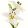 Lilium Asiatic White