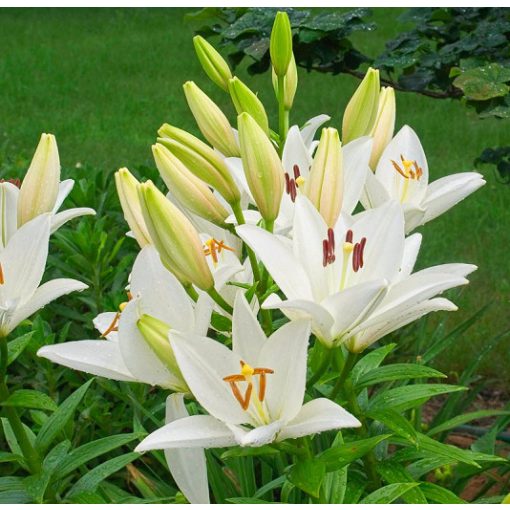 Lilium Bright Diamond (14/+) - Liliom