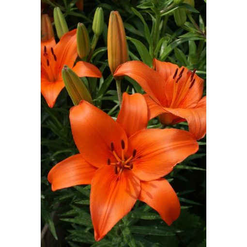 Lilium Brunello (14/+) - Liliom