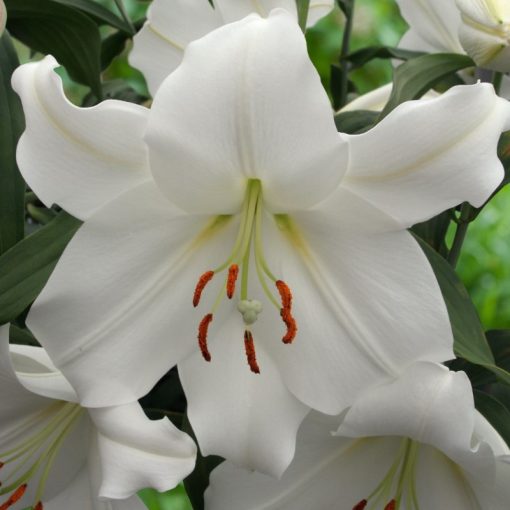 Lilium Casablanca - Liliom (16/+)