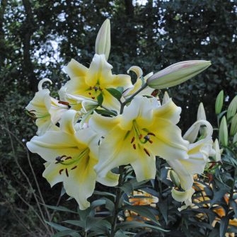 Tree lilies