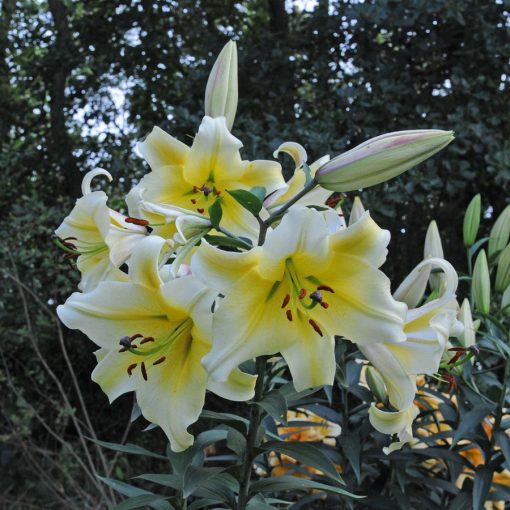 Lilium Conca dOr - Liliom (16/+)