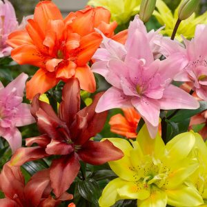 Lilium Double Asiatic Mix