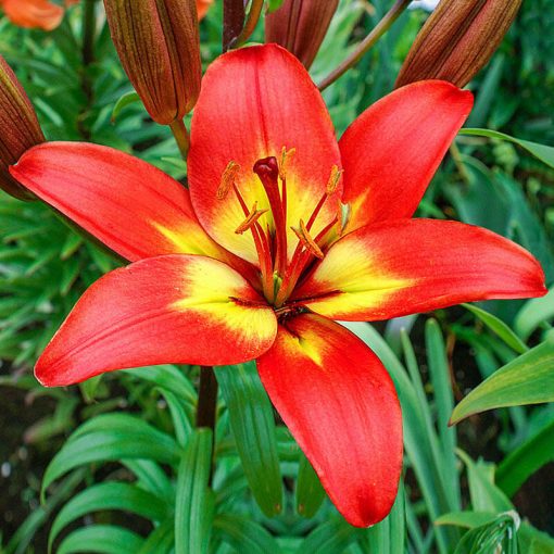 Lilium Forever Linda (14/+) - Liliom