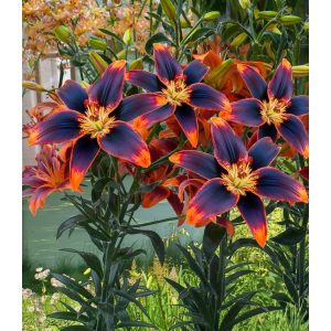 Lilium Forever Susan