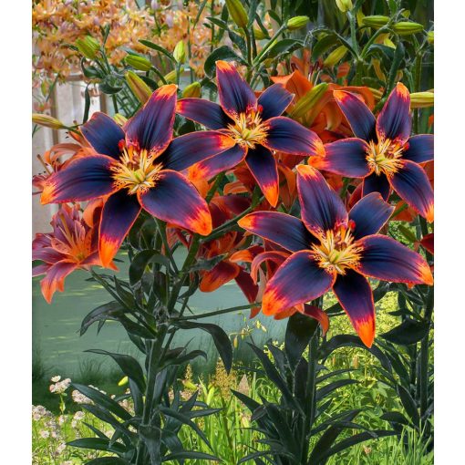 Lilium Forever Susan