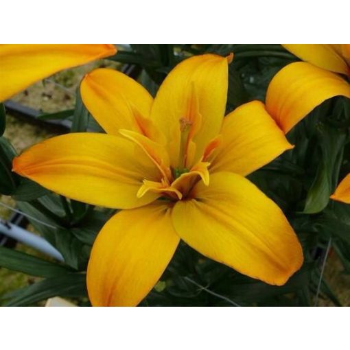 Lilium Gold Twin (14/+) - Liliom