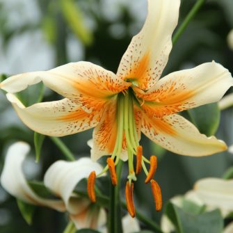 Special lilies